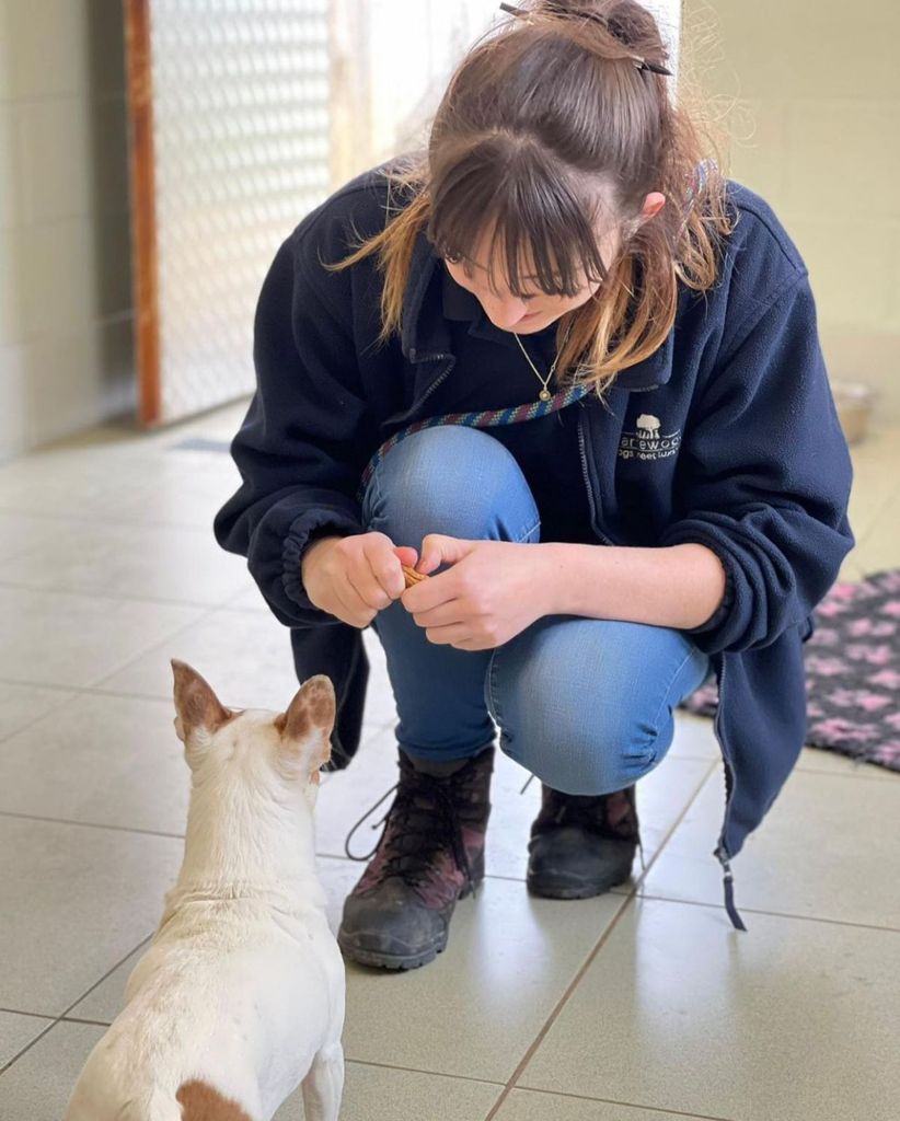 Oxfordshire Boarding Kennels