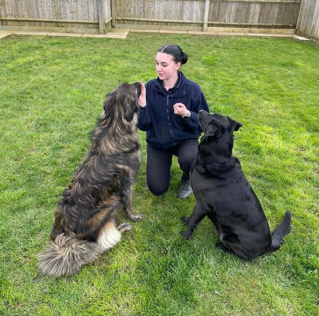 Oxfordshire Boarding Kennels