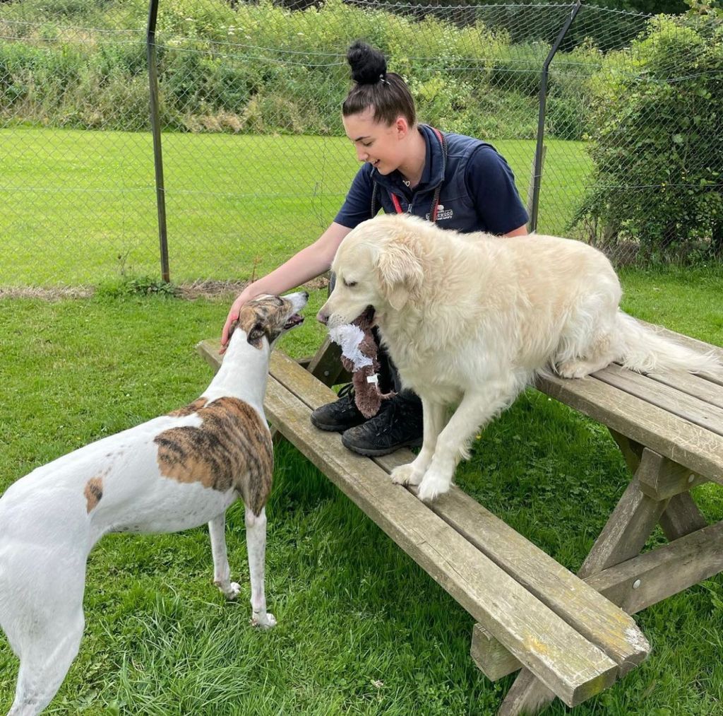 Oxfordshire Boarding Kennels